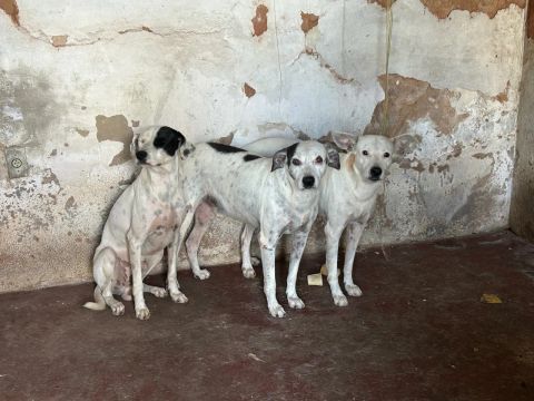 Doação 
