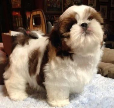 Shih Tzu Filhotinhos 