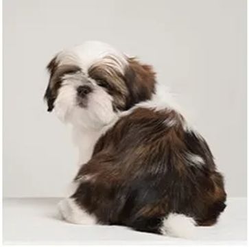 Shih-Tzu Fêmea cor mel.  A Beleza em Miniatura!