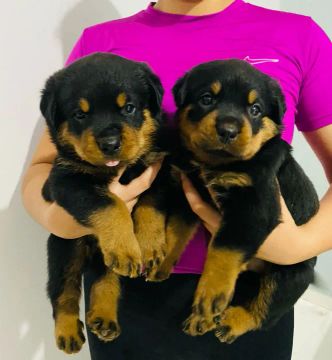 Rottweiler 