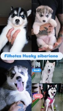 Filhote de husky siberiano 