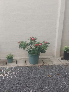 Planta Adenium Obesum (Rosa do Deserto)