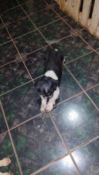 Todo ano essa cachorrinha ela está tosada