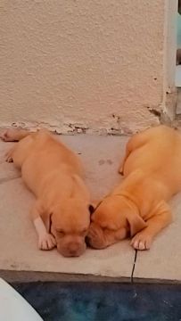 Dois filhotes de Pitbull