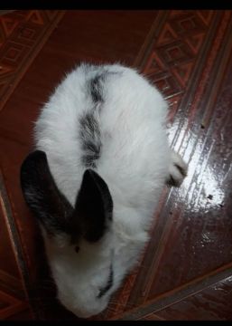 Vendo coelhinho Branco e Preto