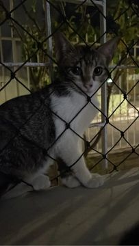 Gato para adoção 