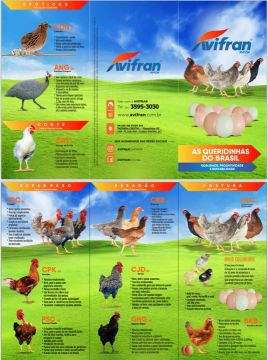 Frango caipira 