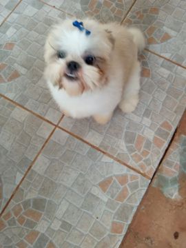 Shih Tzu Fêmea - Adorável e Carinhosa