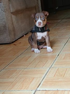 Último machinho de pitbull disponível