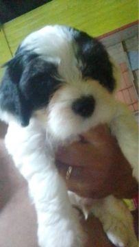 Filhote de Shih Tzu 