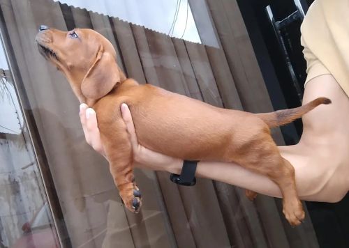 Filhote de Dachshund ou Teckel - Adorável!