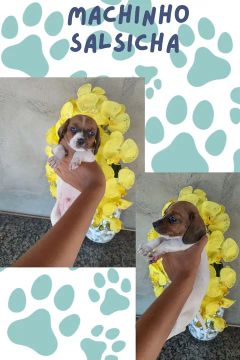 Macho salsicha 