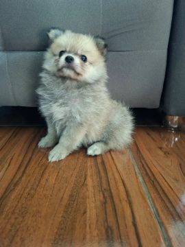 Spitz alemao 1200