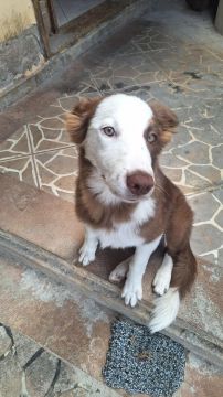 Filhote de Border Collie - Fêmea 