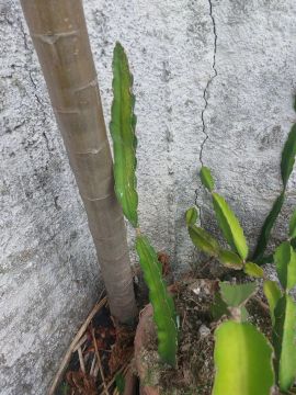 Mudas grandes de pitaia vermelha e pitaia branca