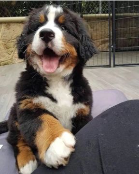 Bernese Mountain filhotes maravilhosos - entregamos com vacina