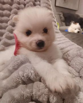 Doguinho Samoeida filhotinhos