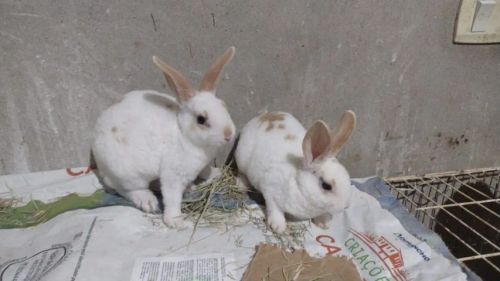 Coelho Mini Rex Filhote
