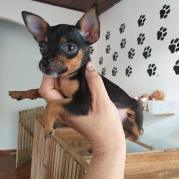 PINSCHER macho Miniatura 