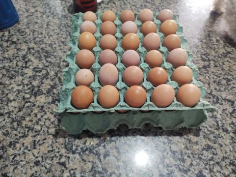 30 Ovos de Galinha Caipira