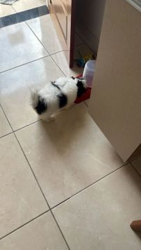 Filhote de Shih Tzu 