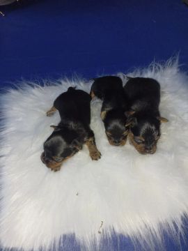 Yorkshire Terrier Filhotes