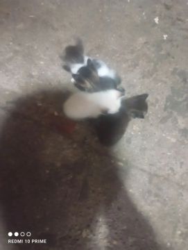 Felinos para doação 