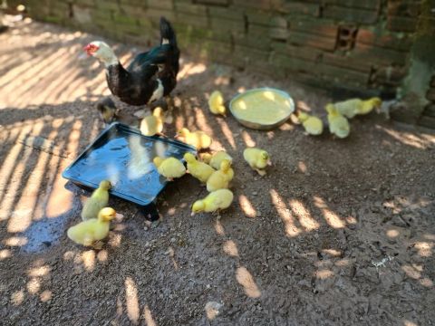 Patinhos Lindos e Saudáveis - Prontos para o Lar!