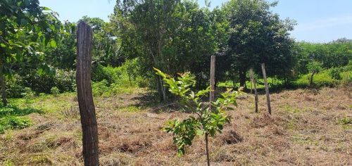 Terreno de 15x50 em Campo Lindo