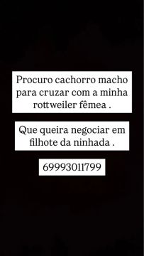 PROCURO cachorro raça rottweiler 