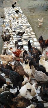 PATOS GIGANTES 40 REAIS 