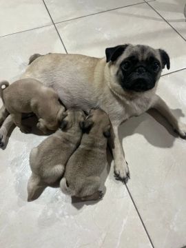 Filhote fêmea Pug 