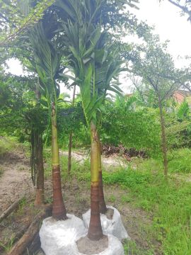 Palmeira Havaí 