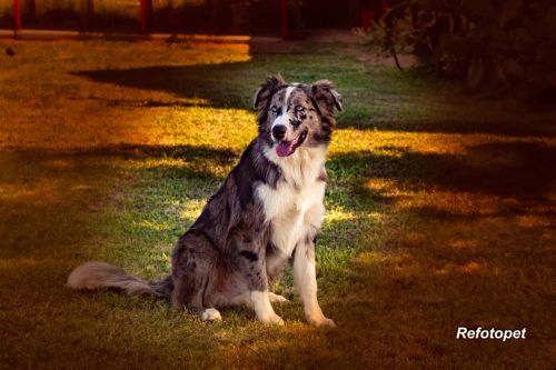 Border collie macho