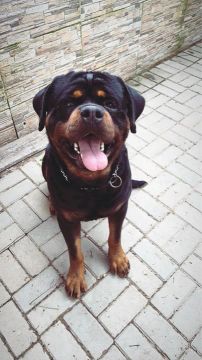 Rottweiler alto padrão linhagem importada 4 meses 