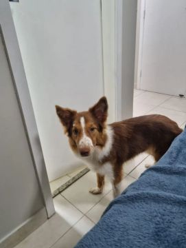 Linda cachorra Border Collie para adoção