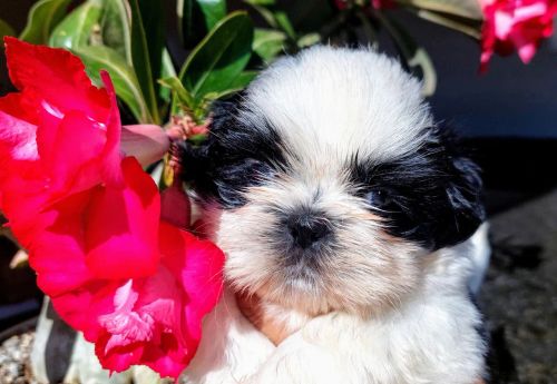 Maravilhosos shih Tzu 