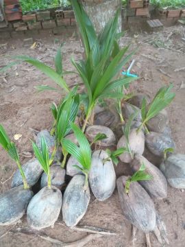 Cocos germinados para plantio
