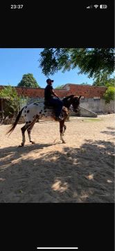Cavalo Appaloosa P.O 