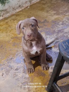 Filhote de Pitbull monster