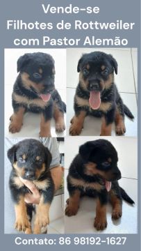 Filhotes de Rottweiler com Pastor Alemão