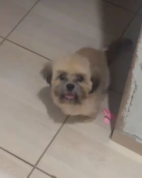 Animal
