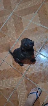 Vende-se BANDOG: FILA brasileiro e rottweiler 