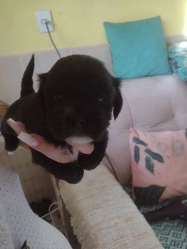 Lindos filhotes de Lhasa Apso
