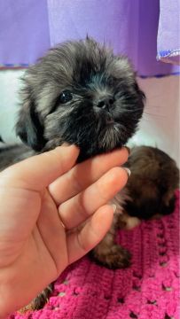 Filhotes Shih Tzu