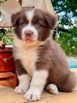O espetáculo de cachorro 