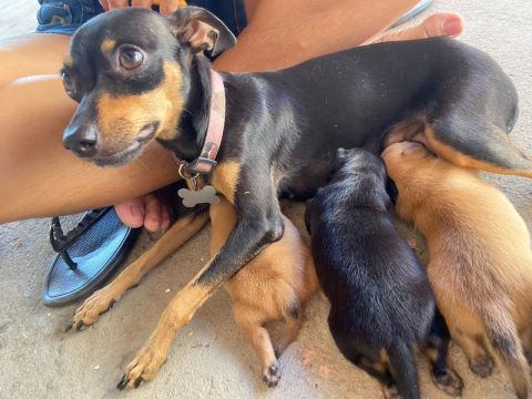 Pinscher filhotes