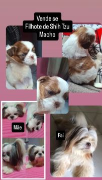 Vende se Filhote Shih Tzu Macho