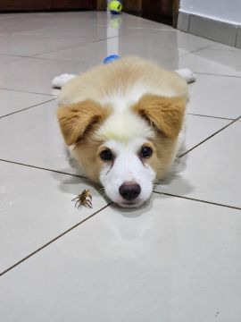 Filhote de Border Collie com pedigree