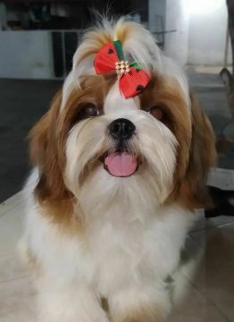 Filhote de Shihtzu disponível!